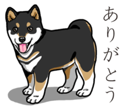 Wanko-Biyori Puppy of Black Shiba Inu sticker #13773328