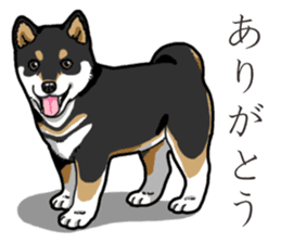 Wanko-Biyori Puppy of Black Shiba Inu sticker #13773328