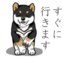 Wanko-Biyori Puppy of Black Shiba Inu sticker #13773334