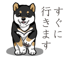 Wanko-Biyori Puppy of Black Shiba Inu sticker #13773334