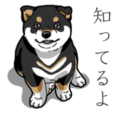 Wanko-Biyori Puppy of Black Shiba Inu sticker #13773336
