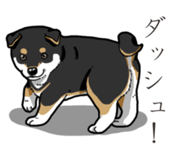 Wanko-Biyori Puppy of Black Shiba Inu sticker #13773344