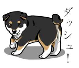 Wanko-Biyori Puppy of Black Shiba Inu sticker #13773344