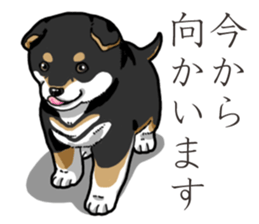 Wanko-Biyori Puppy of Black Shiba Inu sticker #13773355