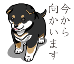 Wanko-Biyori Puppy of Black Shiba Inu sticker #13773355