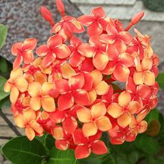 Photo of Fu Cheng Nature Scenery