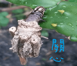 Photo of Fu Cheng Nature Scenery sticker #13775911