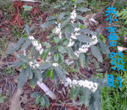 Photo of Fu Cheng Nature Scenery sticker #13775912