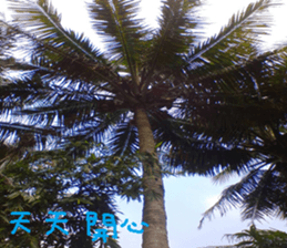 Photo of Fu Cheng Nature Scenery sticker #13775913