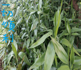 Photo of Fu Cheng Nature Scenery sticker #13775915