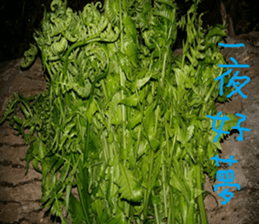 Photo of Fu Cheng Nature Scenery sticker #13775917