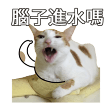 cartoon face cat sticker #13776990