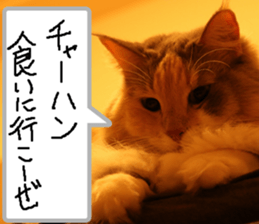 Instead tell the cat part6 sticker #13777935