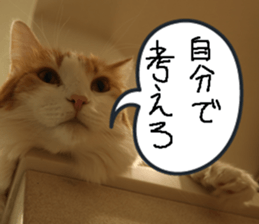 Instead tell the cat part6 sticker #13777949