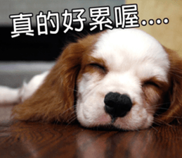 Da DOG Life sticker #13778458