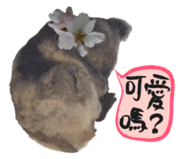 Koala's Daily talk (Chinese Version) sticker #13779384