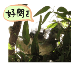 Koala's Daily talk (Chinese Version) sticker #13779385