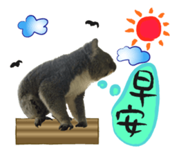 Koala's Daily talk (Chinese Version) sticker #13779387