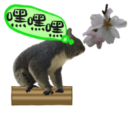 Koala's Daily talk (Chinese Version) sticker #13779389