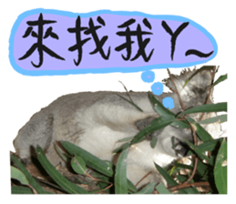 Koala's Daily talk (Chinese Version) sticker #13779390