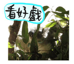 Koala's Daily talk (Chinese Version) sticker #13779393