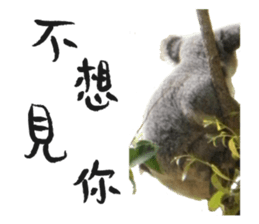 Koala's Daily talk (Chinese Version) sticker #13779397