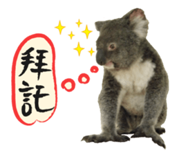Koala's Daily talk (Chinese Version) sticker #13779399