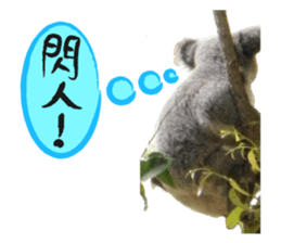 Koala's Daily talk (Chinese Version) sticker #13779402