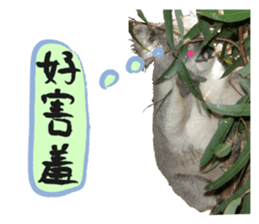 Koala's Daily talk (Chinese Version) sticker #13779403