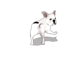 Cute and lovely French bulldog Animated sticker #13779927