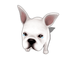 Cute and lovely French bulldog Animated sticker #13779946