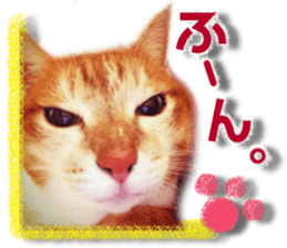 Cat of Roux. sticker #13782094