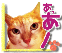 Cat of Roux. sticker #13782095