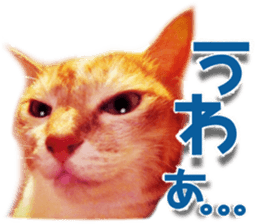 Cat of Roux. sticker #13782096