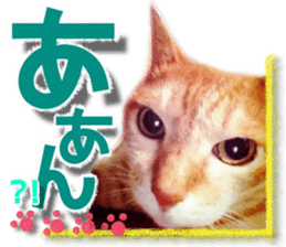 Cat of Roux. sticker #13782097