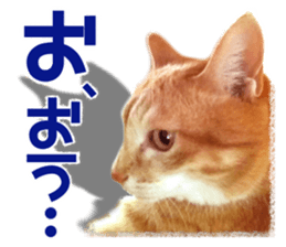 Cat of Roux. sticker #13782098