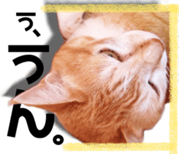 Cat of Roux. sticker #13782099