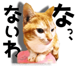 Cat of Roux. sticker #13782100