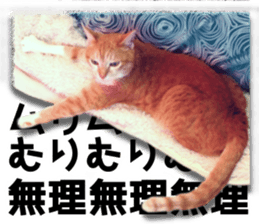 Cat of Roux. sticker #13782102