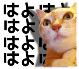 Cat of Roux. sticker #13782103