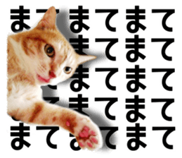 Cat of Roux. sticker #13782104