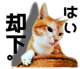 Cat of Roux. sticker #13782107