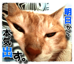 Cat of Roux. sticker #13782113