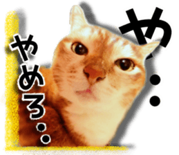 Cat of Roux. sticker #13782114