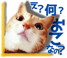 Cat of Roux. sticker #13782115