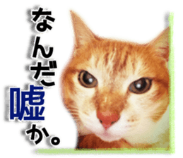 Cat of Roux. sticker #13782119