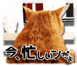 Cat of Roux. sticker #13782121