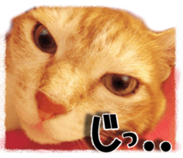 Cat of Roux. sticker #13782122