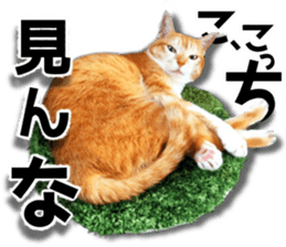 Cat of Roux. sticker #13782124