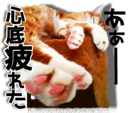 Cat of Roux. sticker #13782125